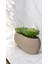 Tekno Trust Yapay Kaktüs Sempervivum Tomentosum Sukulent Bej Saksılı Açık Yeşil Renk 11 Cm. 2