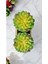 Tekno Trust Yapay Kaktüs Sempervivum Tomentosum Sukulent Bej Saksılı Açık Yeşil Renk 11 Cm. 3