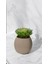 Tekno Trust Yapay Kaktüs Sempervivum Tomentosum Sukulent Bej Saksılı Açık Yeşil Renk 11 Cm. 4