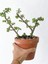Tekno Trust Portulacaria Afra Para Bitkisi 1