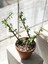 Tekno Trust Portulacaria Afra Para Bitkisi 2