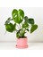 Tekno Trust Deve Tabanı Bitkisi- Monstera Osa Ruby Pembe Saksılı 30-40 cm 1