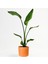 Starliçe-Beyaz Cennet Kuşu Terra Cotta Ruby Saksılı 40-60 cm (Strelitzia Nicolai) 1