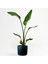 Starliçe-Beyaz Cennet Kuşu Antrasit Ruby Saksılı 40-60 cm (Strelitzia Nicolai) 1