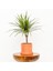 Tekno Trust Dracaena Marginata-Tek Gövdeli Ruby Terra Cotta Saksılı 1