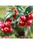 Cranberry Tohumu Turna Yemişi Tohumu 5 Adet Tohum 2