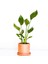 Tekno Trust Starliçe Reginae - Cennet Kuşu - 2 Köklü 30-40CM Terra Cotta Ruby Saksılı 1