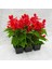 Ateş Çiçeği - Salvia Splendens - Kızıl Adaçayı Çiçek Tohumu (20+ Tohum) 3