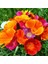 Acem Lalesi Tohumu - California Poppy (50+ Tohum) 1