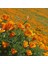 Acem Lalesi Tohumu - California Poppy (50+ Tohum) 2