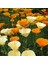 Acem Lalesi Tohumu - California Poppy (50+ Tohum) 3