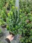 Yeşil Taflan Çiçeği Euonymus Japonicus 1 Adet Saksılı 30-40CM 2