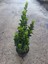 Yeşil Canlı Taflan Çiçeği Saksılı 1 Adet 20-40CM (Euonymus Japonicus) 3