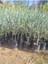 Sofralık Gemlik Zeytin Fidanı 5 Adet Tüplü 40-60CM Bol Verimli 3