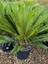 Japon Sago Palm Sikas Palmiyesicycas Revoluta 1 Adet 60-80CM 1