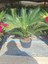 Japon Sago Palm Sikas Palmiyesicycas Revoluta 1 Adet 60-80CM 3