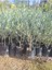 Sofralık Gemlik Zeytin Fidanı 1 Adet Tüplü 40-65CM Bol Verimli 1