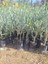 Sofralık Gemlik Zeytin Fidanı 1 Adet Tüplü 40-65CM Bol Verimli 3