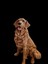 Golden Köpek 1
