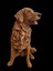 Golden Köpek 2