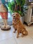 Golden Köpek 3