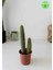 Echinopsis Spachiana Kaktüs 2