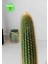 Echinopsis Spachiana Kaktüs 4