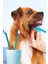 8li' Büyük Irk Diş Fırçası Yavru Köpek Ağız Temizleme Çift Taraflı Pet Sağlık Kedi Dişfırçası 5