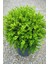 Şimşir Fidanı 20-40 Cm( Buxus Japonica Rococo ) 1