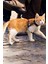 Krizantem Bel Boyun Göğüs Ayarlanabilir Kedi Tavşan Yavru Pet Gezdirme Tasması Uzun Kayışlı 4
