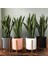 Tekno Trust Sansevieria Paşa Kılıcı Peygamber Kılıcı 1