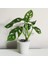 Tekno Trust Monstera Monkey Mask Sarmaşık Bitkisi 30-40 cm Deve Tabanı 2