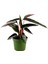Tekno Trust Kalatya-Calathea Triostar Stromanthe Sanguinea 30-40 cm 1