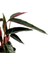 Tekno Trust Kalatya-Calathea Triostar Stromanthe Sanguinea 30-40 cm 2