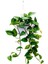 Tekno Trust Epipremnum Pothos Sarmaşığı Askılı Pothos Oda Temizleyici Bitki Ev Bitkisi Salon Bitkisi 1