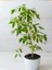Tekno Trust Videolu Alacalı Benjamin Bitkisi 1 Adet 80-100CM Ev Ofis Salon Bitkisi (Benjamin Ficus Starlight ) 1