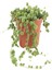 Tekno Trust Videolu Boncuk Yapılı Tesbih Çiçeği 1 Adet Saksılı/tüplü 5-15CM İç Mekan Bitkisi(Senecio Rowleyanus 1
