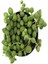 Tekno Trust Videolu Boncuk Yapılı Tesbih Çiçeği 1 Adet Saksılı/tüplü 5-15CM İç Mekan Bitkisi(Senecio Rowleyanus 2