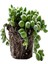 Tekno Trust Videolu Boncuk Yapılı Tesbih Çiçeği 1 Adet Saksılı/tüplü 5-15CM İç Mekan Bitkisi(Senecio Rowleyanus 4