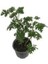 Tekno Trust Gül Kokulu Pembe Sardunya Itır 15-25 cm Pelargonium Graveolens 2