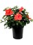 Tekno Trust Videolu Japon Gülü Kırmızı Renk Çiçekli 1 Adet Saksılı 20-40CM İç Mekan Teras Bitkisi (Hibiscus) 1