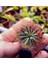 Tekno Trust Drosera Spatulata Güneş Gülü Etobur Bitki Yetişkin Boy 5,5 cm Saksıda 1