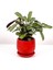 Tekno Trust Calathea Ctenanthe - Burle Marxii Amagris Curvy Kırmızı Saksılı 30-40 cm 1