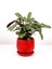 Tekno Trust Calathea Ctenanthe - Burle Marxii Amagris Curvy Kırmızı Saksılı 30-40 cm 2