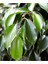 Tekno Trust Ficus Benjamina Danielle-Benjamin Bitkisi 60-80cm 2