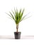 Tekno Trust Dracaena Marginata-Tek Gövdeli 30 cm 1