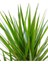 Tekno Trust Dracaena Marginata-Tek Gövdeli 30 cm 2