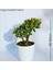 Tekno Trust Para Ağacı Bereket, Iyi Şans ve Para Çiçeği Crassula Ovata 0102 1