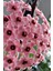 Tekno Trust Hoya Mum Çiçeği Açık Pembe 15-20 Cm Mini 1