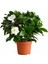 Tekno Trust 1 Adet Yoğun Kokulu Gardenya Çiçeği 20-40 Cm Saksılı İç Mekan Bitkileri Gardenia 2